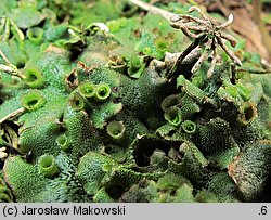 Marchantia polymorpha ssp. ruderalis (porostnica wielokształtna)