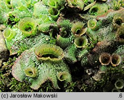 Marchantia polymorpha ssp. ruderalis (porostnica wielokształtna)