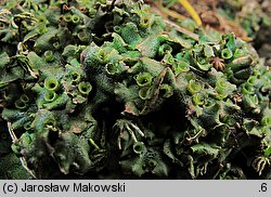 Marchantia polymorpha ssp. ruderalis (porostnica wielokształtna)