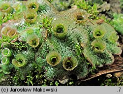 Marchantia polymorpha ssp. ruderalis (porostnica wielokształtna)