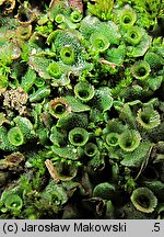 Marchantia polymorpha ssp. ruderalis (porostnica wielokształtna)