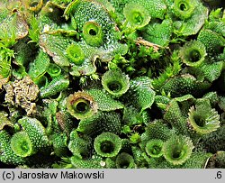 Marchantia polymorpha ssp. ruderalis (porostnica wielokształtna)