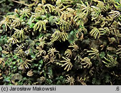 Marchantia polymorpha ssp. ruderalis (porostnica wielokształtna)