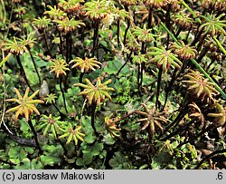 Marchantia polymorpha ssp. ruderalis (porostnica wielokształtna)