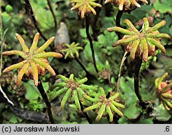 Marchantia polymorpha ssp. ruderalis (porostnica wielokształtna)