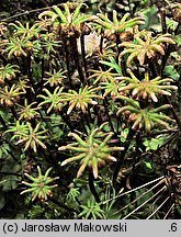 Marchantia polymorpha ssp. ruderalis (porostnica wielokształtna)