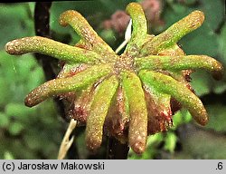 Marchantia polymorpha ssp. ruderalis (porostnica wielokształtna)