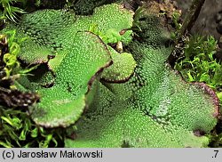 Marchantia polymorpha ssp. ruderalis (porostnica wielokształtna)