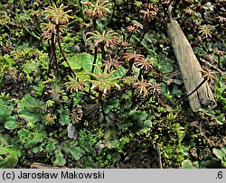 Marchantia polymorpha ssp. ruderalis (porostnica wielokształtna)