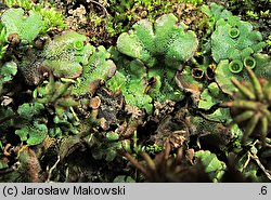 Marchantia polymorpha ssp. ruderalis (porostnica wielokształtna)