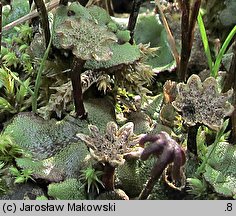 Marchantia polymorpha ssp. ruderalis (porostnica wielokształtna)