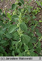 Marrubium vulgare (szanta zwyczajna)