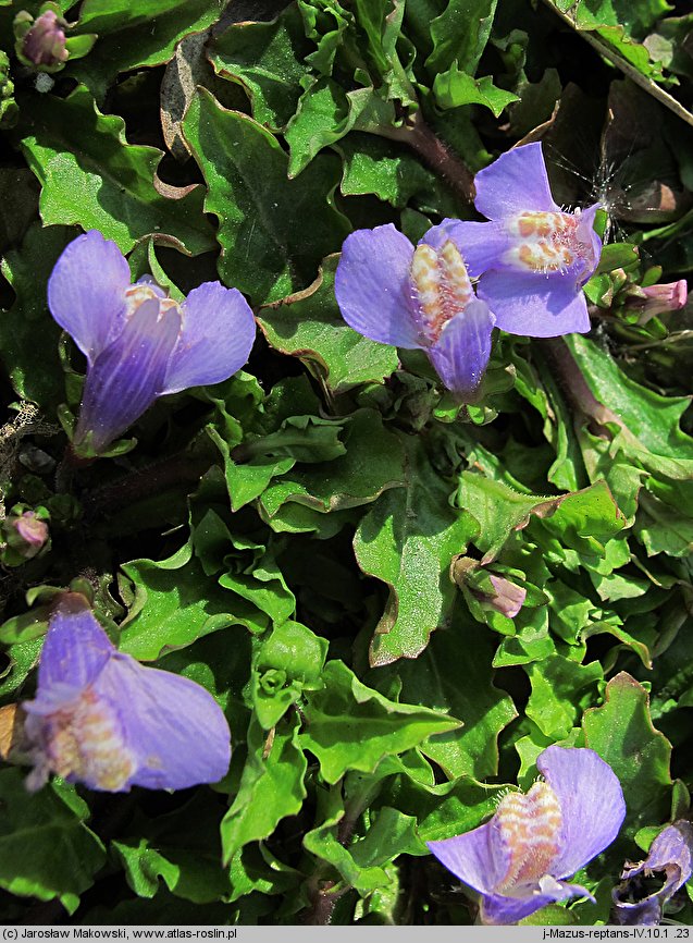 Mazus reptans (mazus rozłogowy)