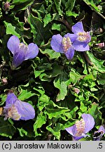 Mazus reptans (mazus rozłogowy)