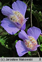 Mazus reptans (mazus rozłogowy)