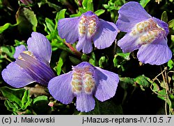 Mazus reptans (mazus rozłogowy)