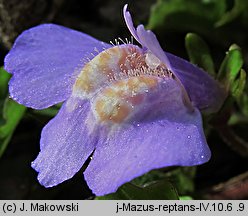 Mazus reptans (mazus rozłogowy)