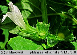 Melissa officinalis (melisa lekarska)