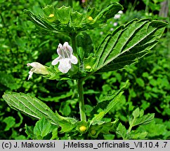 Melissa officinalis (melisa lekarska)