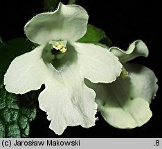 Melittis melissophyllum