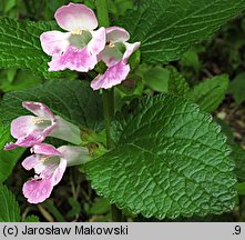 Melittis melissophyllum