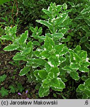 Mentha suaveolens (mięta okrągłolistna)