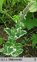 Mentha suaveolens (mięta okrągłolistna)