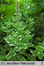 Mentha suaveolens (mięta okrągłolistna)