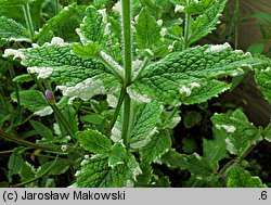 Mentha suaveolens (mięta okrągłolistna)