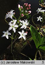 Menyanthes trifoliata (bobrek trójlistkowy)