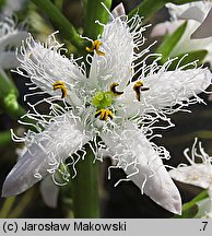 Menyanthes trifoliata (bobrek trójlistkowy)