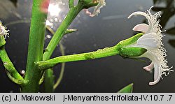 Menyanthes trifoliata (bobrek trójlistkowy)