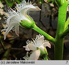 Menyanthes trifoliata (bobrek trójlistkowy)