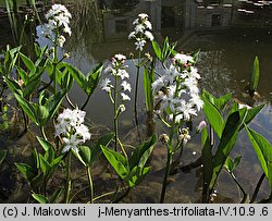 Menyanthes trifoliata (bobrek trójlistkowy)