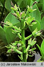 Menyanthes trifoliata (bobrek trójlistkowy)