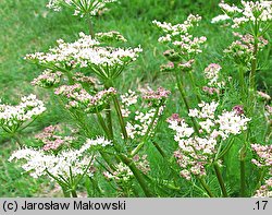 Meum athamanticum (wszewłoga górska)