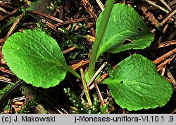 Moneses uniflora