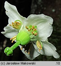 Moneses uniflora