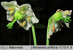 Moneses uniflora