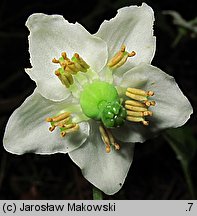 Moneses uniflora