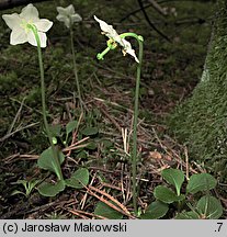 Moneses uniflora