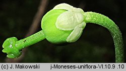 Moneses uniflora