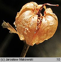 Moneses uniflora