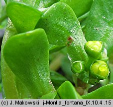 Montia fontana (zdrojek błyszczący)