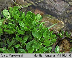 Montia fontana (zdrojek błyszczący)