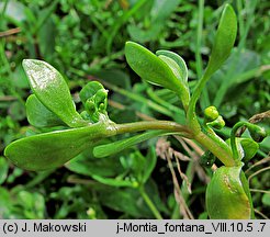 Montia fontana (zdrojek błyszczący)