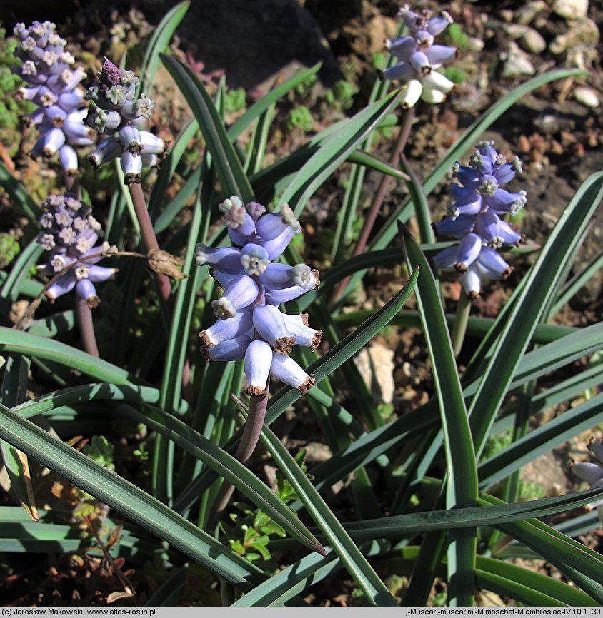 Muscari muscarimi