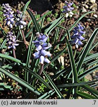 Muscari muscarimi