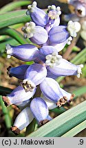 Muscari muscarimi