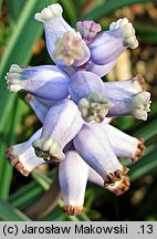 Muscari muscarimi